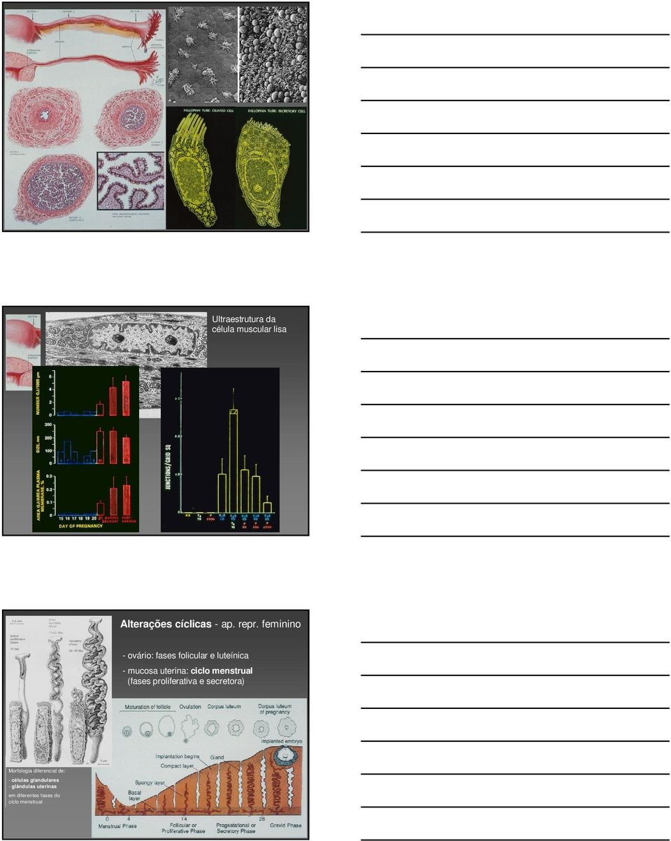 Morfologia diferencial de: - células glandulares - glândulas uterinas em