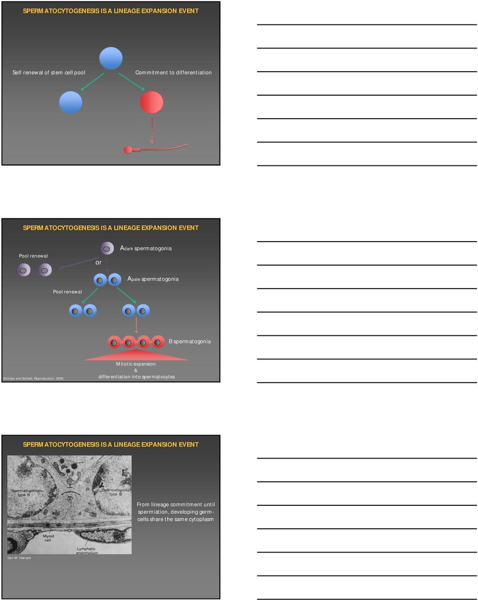 spermatogonia Ehmcke and Schlatt; Reproduction, 2006 Mitotic expansion & differentiation into spermatocytes