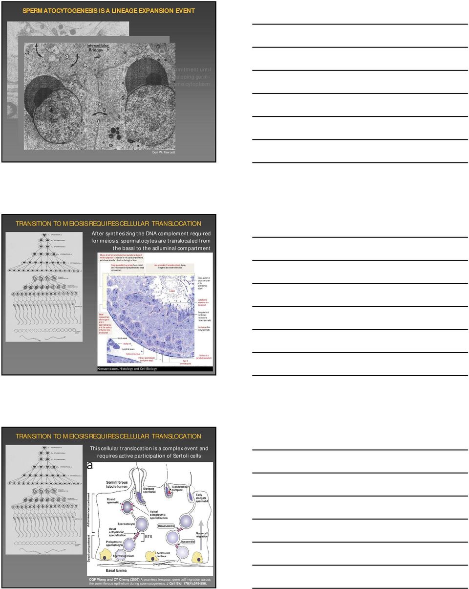 the adluminal compartment Kierszenbaum, Histology and Cell Biology TRANSITION TO MEIOSIS REQUIRES CELLULAR TRANSLOCATION This cellular translocation is a complex event and