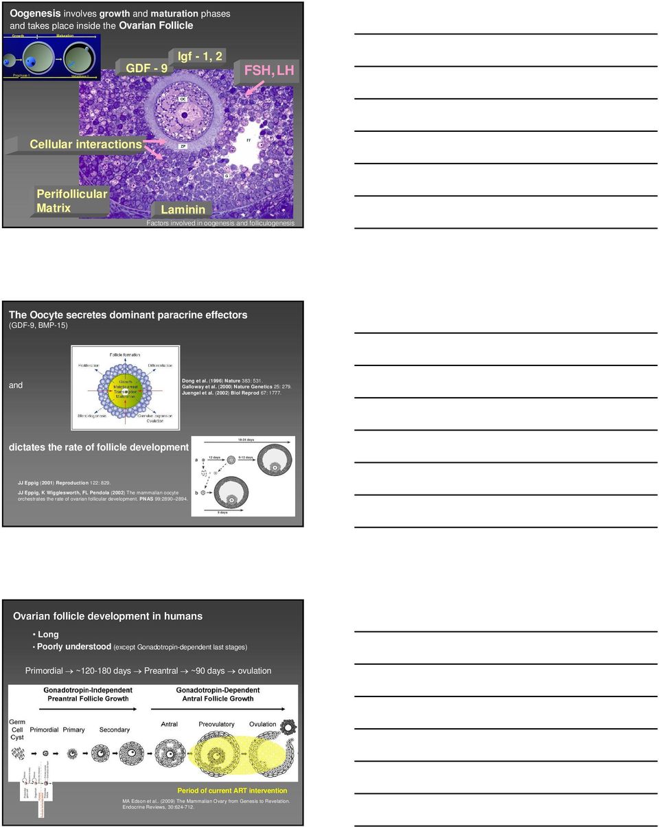 (2000) Nature Genetics 25: 279. Juengel et al. (2002) Biol Reprod 67: 1777. dictates the rate of follicle development JJ Eppig (2001) Reproduction 122: 829.