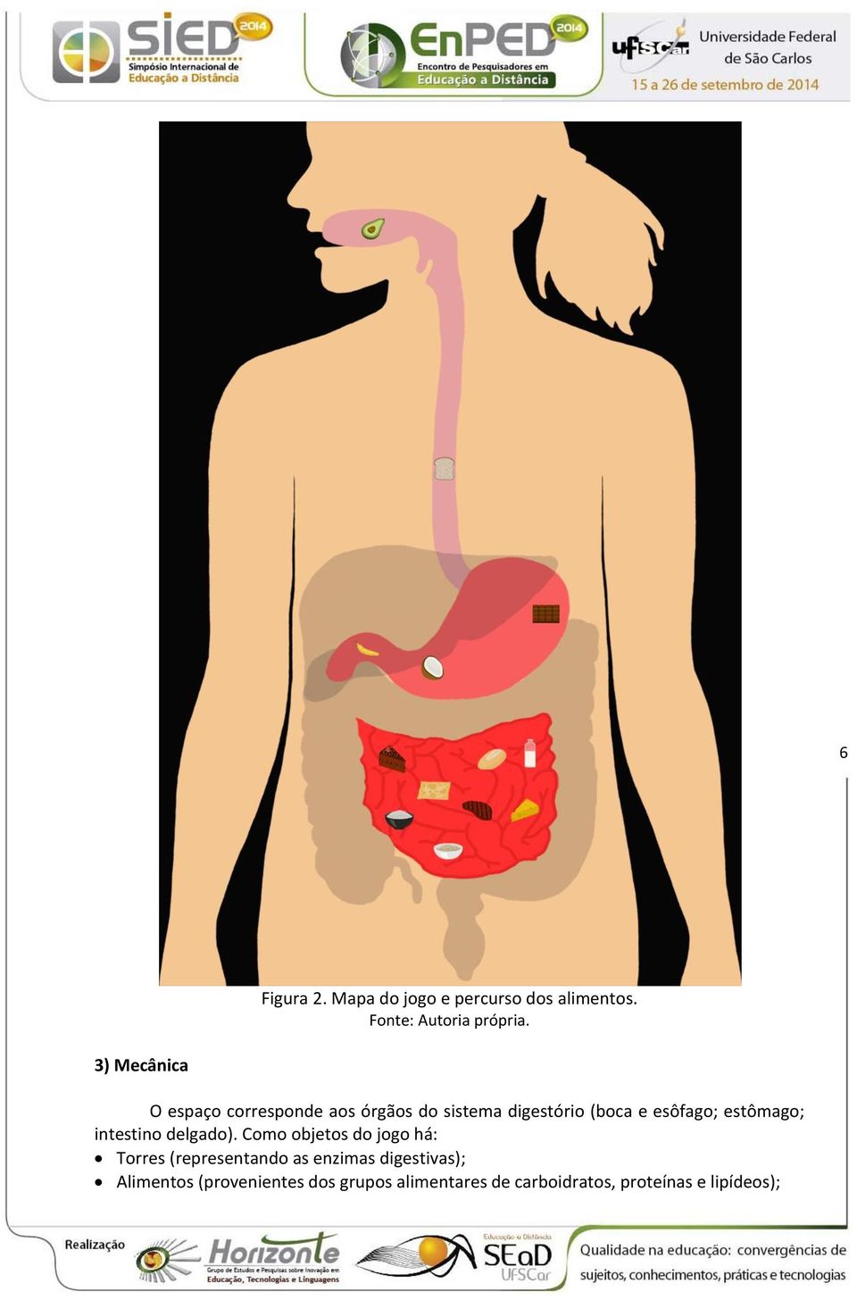 estômago; intestino delgado).