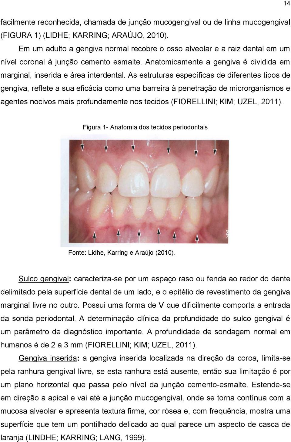 As estruturas específicas de diferentes tipos de gengiva, reflete a sua eficácia como uma barreira à penetração de microrganismos e agentes nocivos mais profundamente nos tecidos (FIORELLINI; KIM;