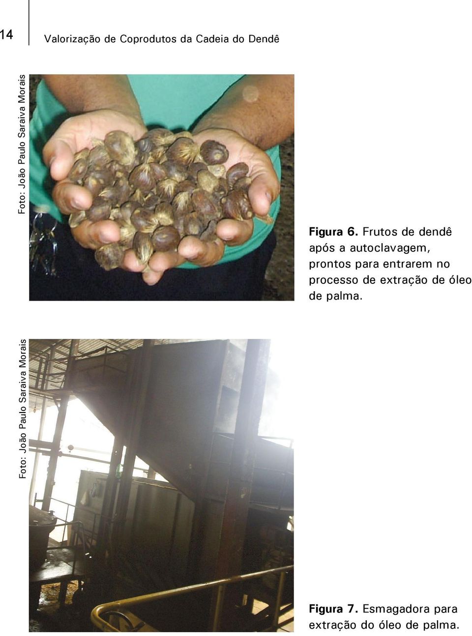 processo de extração de óleo de palma.
