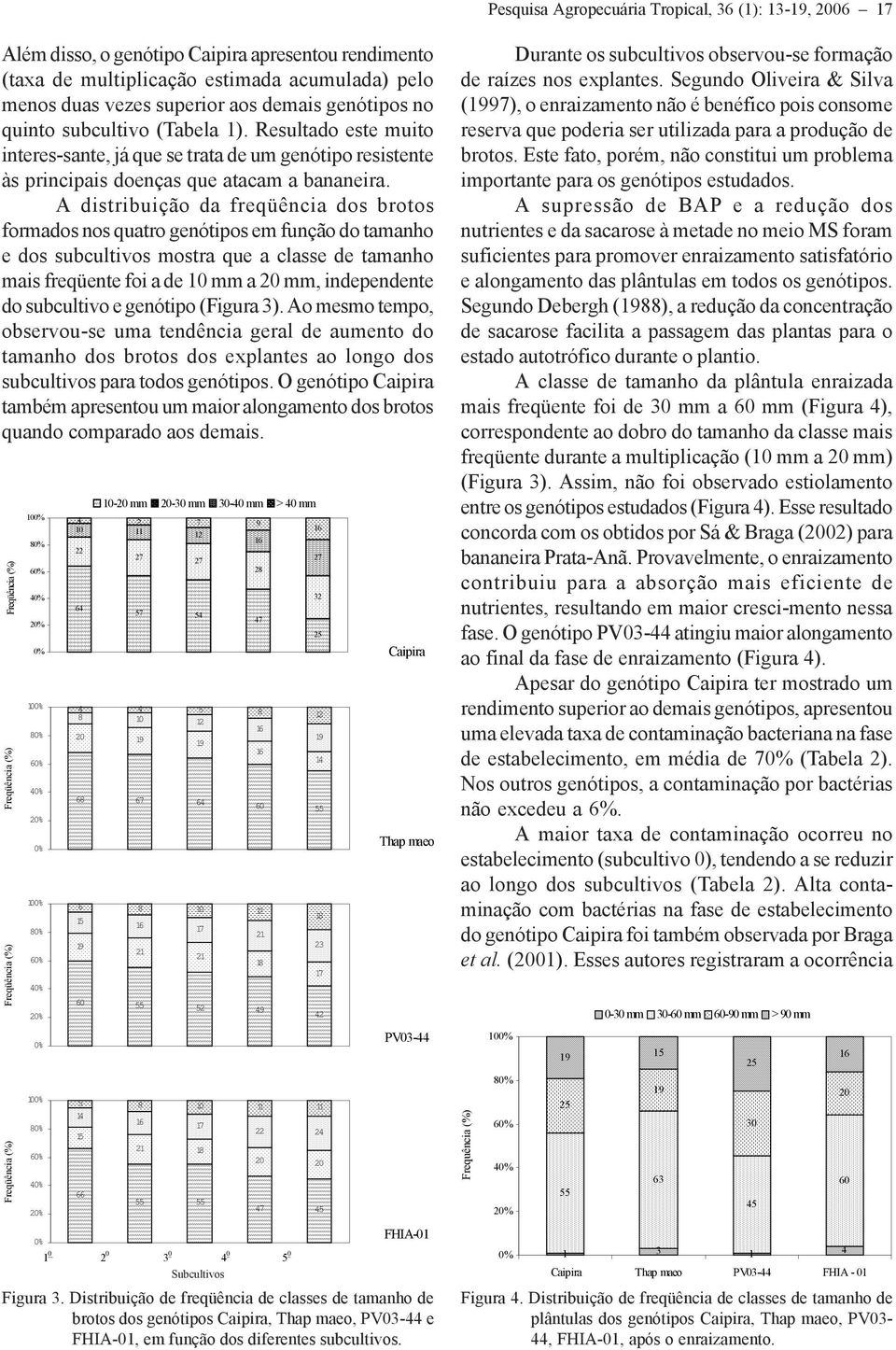 A distribuição da freqüência dos brotos formados nos quatro genótipos em função do tamanho e dos subcultivos mostra que a classe de tamanho mais freqüente foi a de 10 mm a 20 mm, independente do