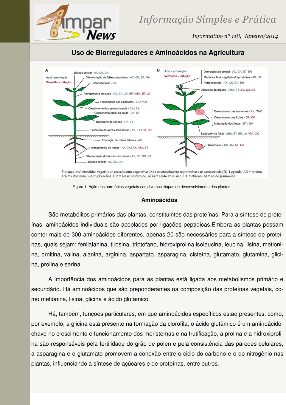 embora as plantas possam conter mais de 300 aminoácidos diferentes, apenas 20 são necessários para a síntese de proteínas, quais sejam: fenilalanina, tirosina, triptofano, hidroxiprolina,isoleucina,