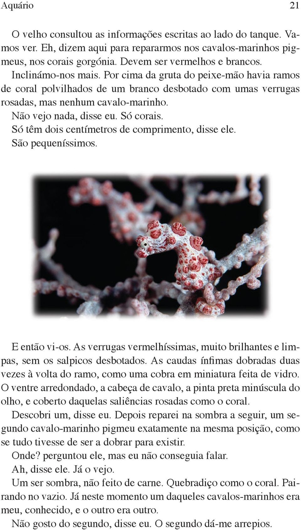 Só têm dois centímetros de comprimento, disse ele. São pequeníssimos. E então vi os. As verrugas vermelhíssimas, muito brilhantes e limpas, sem os salpicos desbotados.