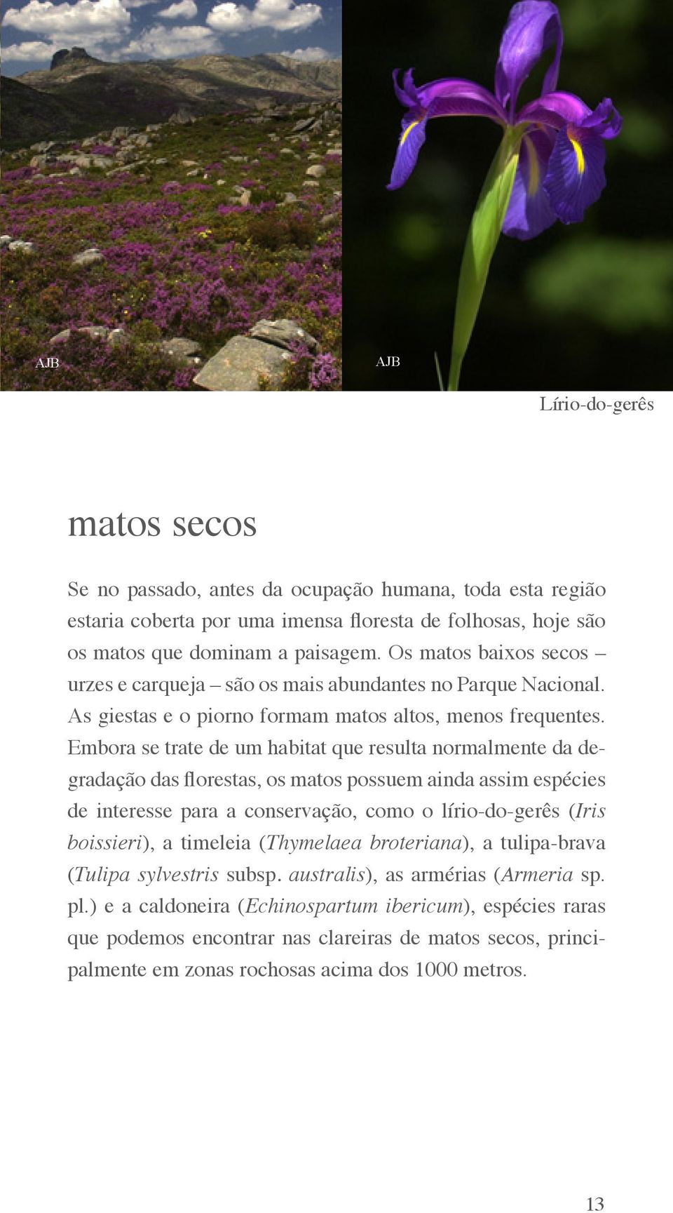 Embora se trate de um habitat que resulta normalmente da degradação das florestas, os matos possuem ainda assim espécies de interesse para a conservação, como o lírio-do-gerês (Iris boissieri), a