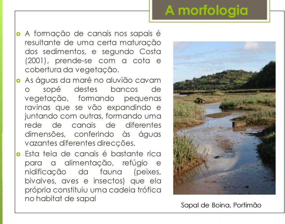 As águas da maré no aluvião cavam o sopé destes bancos de vegetação, formando pequenas ravinas que se vão expandindo e juntando com outras, formando uma