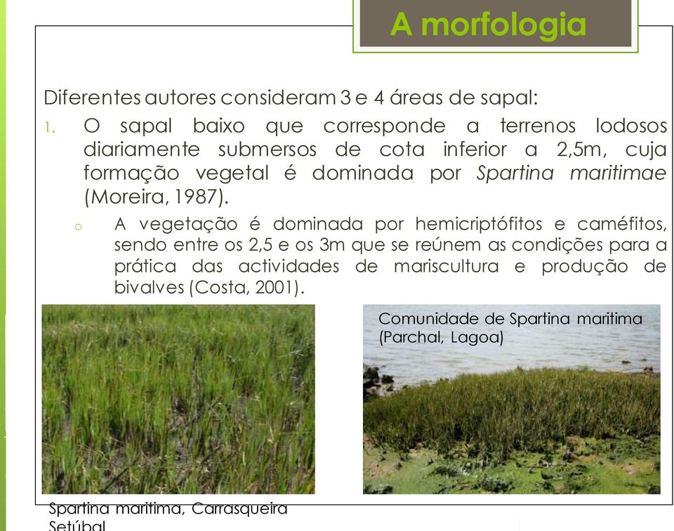 por Spartina maritimae (Moreira, 1987).