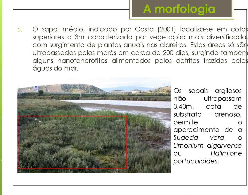 com surgimento de plantas anuais nas clareiras.