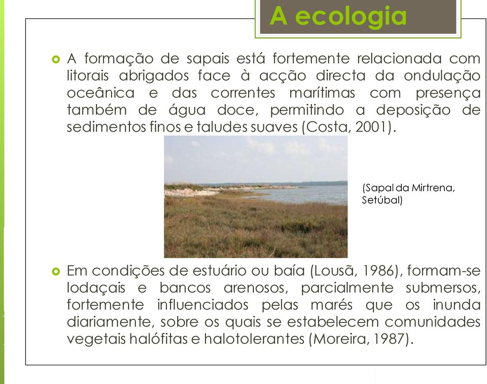 (Sapal da Mirtrena, Setúbal) Em condições de estuário ou baía (Lousã, 1986), formam-se lodaçais e bancos arenosos, parcialmente submersos,