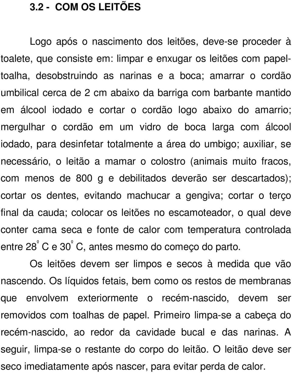 desinfetar totalmente a área do umbigo; auxiliar, se necessário, o leitão a mamar o colostro (animais muito fracos, com menos de 800 g e debilitados deverão ser descartados); cortar os dentes,