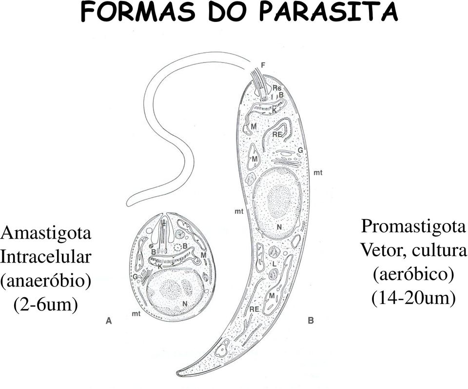 (anaeróbio) (2-6um)