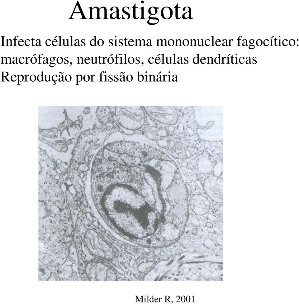 neutrófilos, células dendríticas