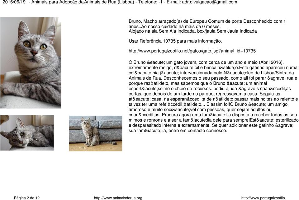 este gatinho apareceu numa colónia já intervencionada pelo Núcleo de Lisboa/Sintra da Animais de Rua.