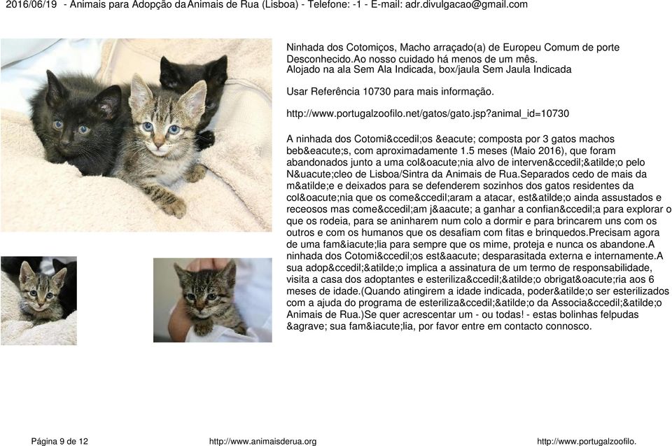 5 meses (Maio 2016), que foram abandonados junto a uma colónia alvo de intervenção pelo Núcleo de Lisboa/Sintra da Animais de Rua.