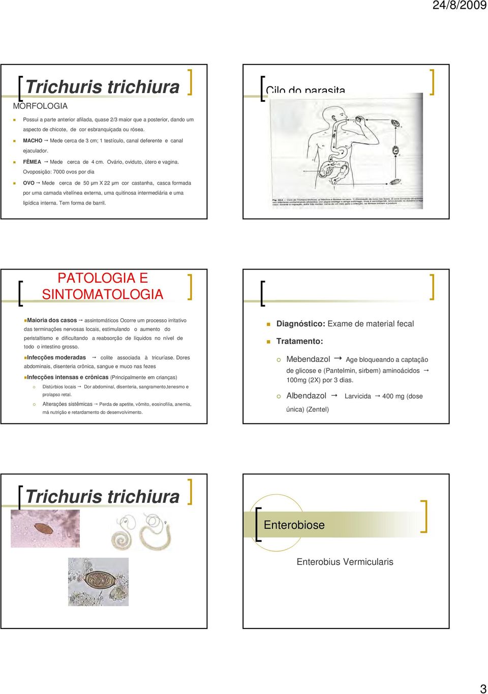 Ovoposição: 7000 ovos por dia OVO Mede cerca de 50 μm X 22 μm cor castanha, casca formada por uma camada vitelínea externa, uma quitinosa intermediária e uma lipídica interna. Tem forma de barril.