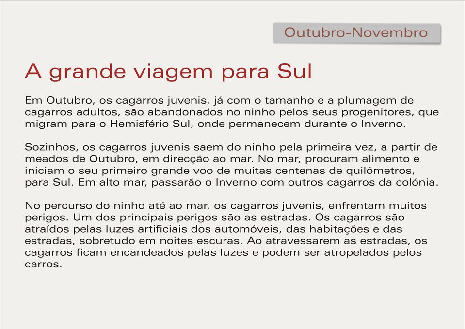 No mar, procuram alimento e iniciam o seu primeiro grande voo de muitas centenas de quilómetros, para Sul. Em alto mar, passarão o Inverno com outros cagarros da colónia.