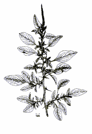6 Caruru -Amaranthus viridis (Amaranthaceae) Erva de terrenos abandonados, rica em sais minerais.