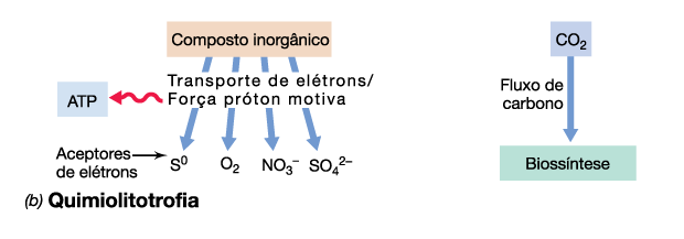 Quimiolitotrofia ou quimioautotrofia - Utilizam compostos químicos inorgânicos (H 2 S, H 2, Fe 2+, NH 3 ) como doadores de e -, geralmente com o O 2 como aceptor de e -. - CO 2 como fonte de C.