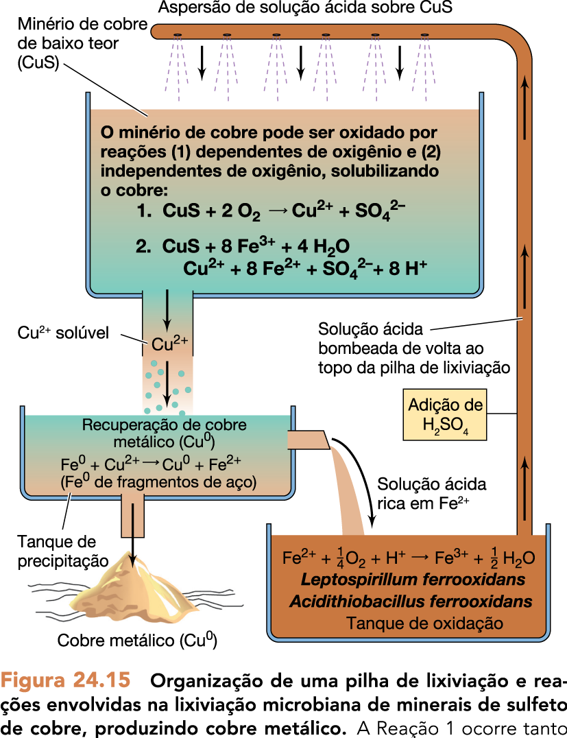 Quimiolitotrofia Oxidação do ferro