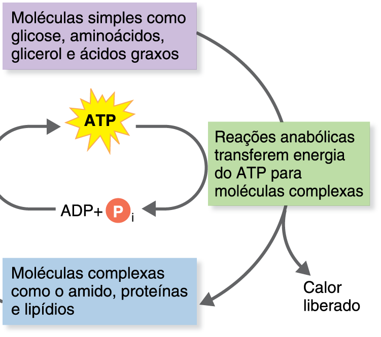 O papel do ATP no acoplamento