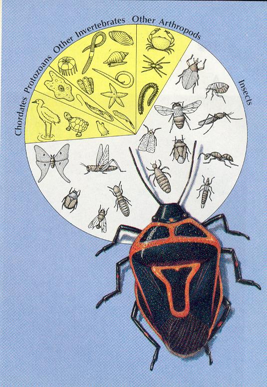 ZOOLOGIA Filo Arthropoda