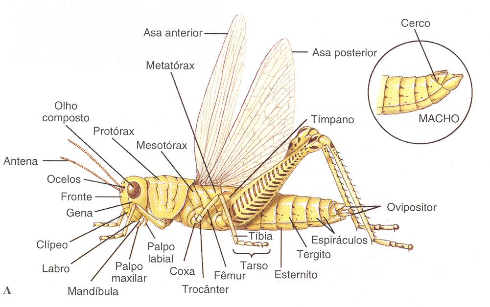 Insetos - Forma Externa e Funções Tórax: Com função locomotora, formado por protórax (1 par de pernas), mesotórax (2 par de pernas e 1 par de asas, nos insetos alados), e metatórax.