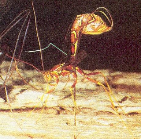 Locomoção Locomoção para caminhar os insetos usam uma triangulação, envolvendo a 1ª e 3ª perna de um lado do corpo e a 2ª do lado oposto,