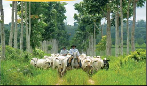 EXPANSÃO DE SISTEMAS SILVO-PASTORAIS NA COLÔMBIA Contexto: Cerca de 38% do território colombiano é usado como pasto pecuária extensa, de baixa