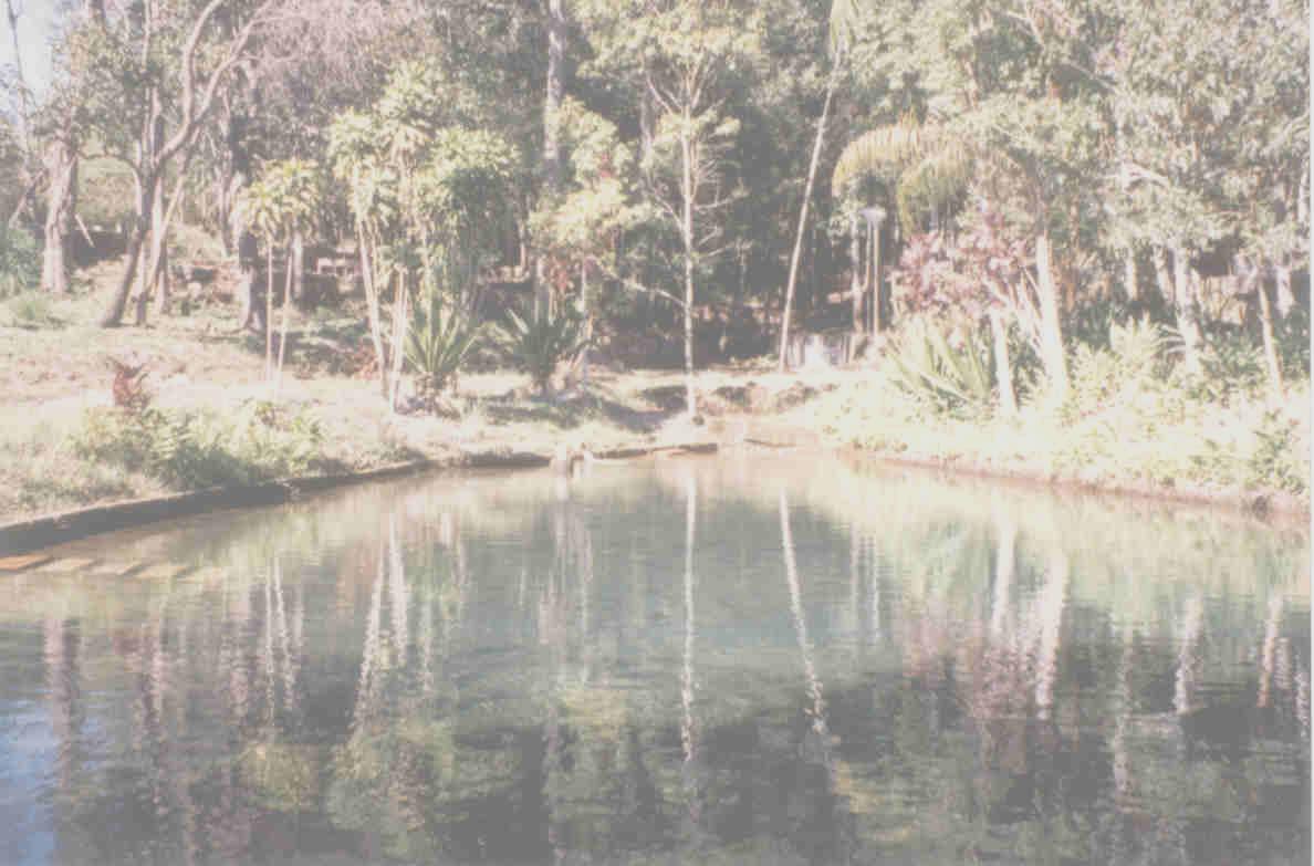 PRODUÇÃO VEGETAL HORTO DO RIACHO FUNDO - 1990 HORTO DO