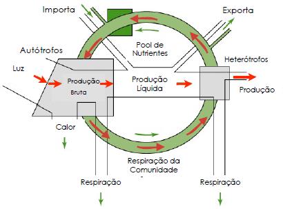 7. Fluxo de Energia nos Ecossistemas Modelo Universal de Fluxo de