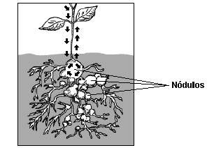 10. Ciclos Biogeoquímicos 10.