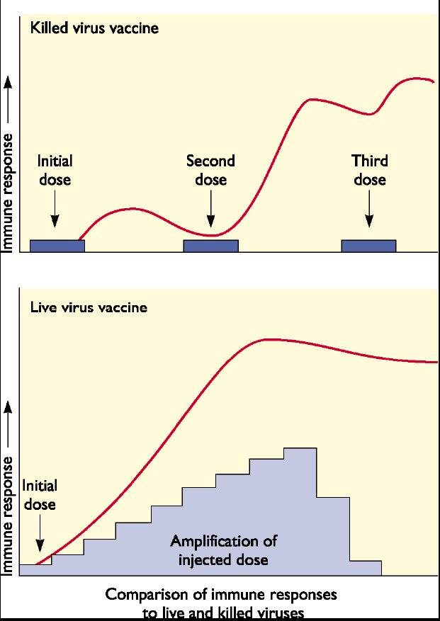 Comparação da resposta imune