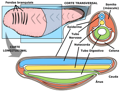 Corte de um embrião de cordado mostrando as 3 características