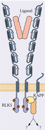 Modelo de uma cinase de tipo receptor homodimérico, RLK5 membranar,