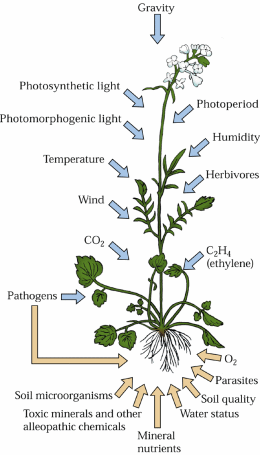 Sinais externos que afectam o desenvolvimento das plantas Exceptuando os sinais