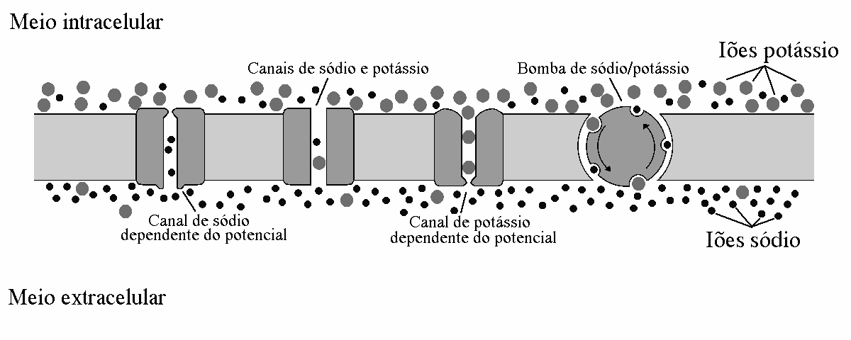 sódio (numa elação de 5 paa 1).