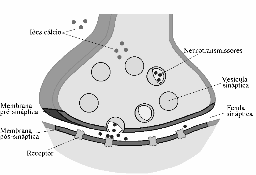 Figua 70 - Esquema de uma sinapse eléctica.