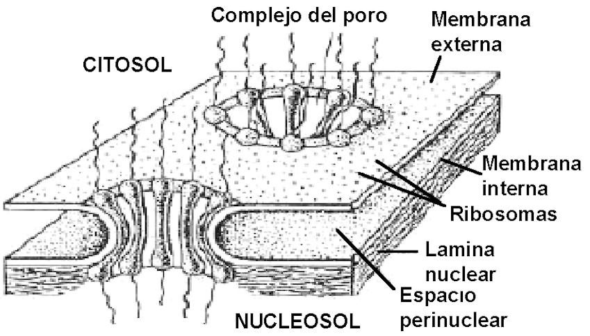 Complexo Poro Nuclear Diâmetro dos poros