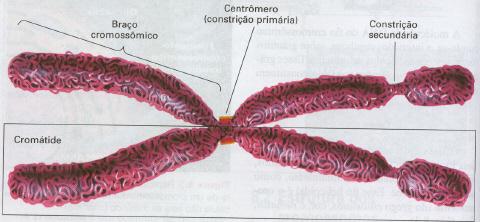 Cromonema = Cromossomo * Durante a divisão celular, os cromonemas espiralizam-se, tornando-se mais