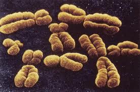 Cromatina = Cromossomos O material genético descondensado Cromatina - é ativo, pois pode ser transcrito mais facilmente