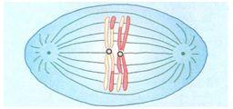 Meiose I -