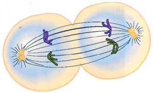 Meiose I