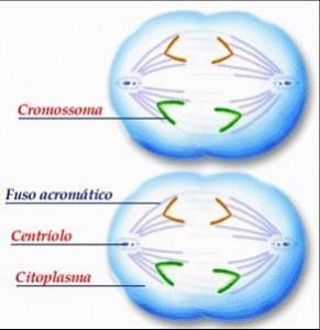 MEIOSE II Anáfase II: Devido a tração do fuso em sentidos