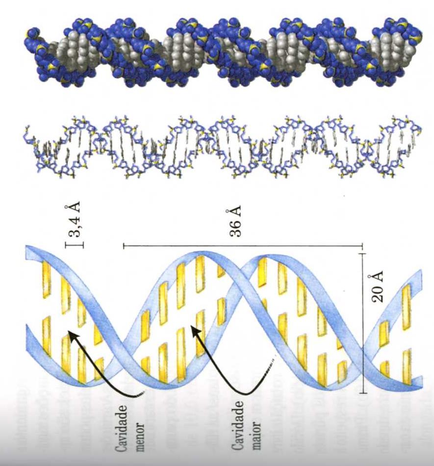 DNA Ácido Desoxirribonucleico Duas cadeias enroladas em torno do mesmo eixo; Orientação a direita Sulcos maiores e menores Grupo fosfato e pentose alternado hidrofílico Pares de