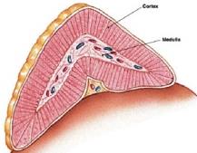 Hipoglicemia: fisiologia (Amiel et al.