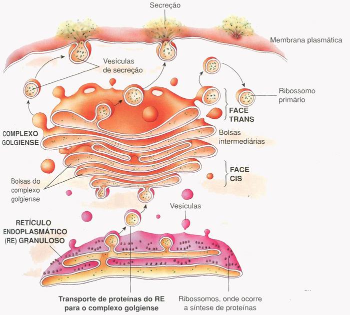Ex.: Célula secretora de