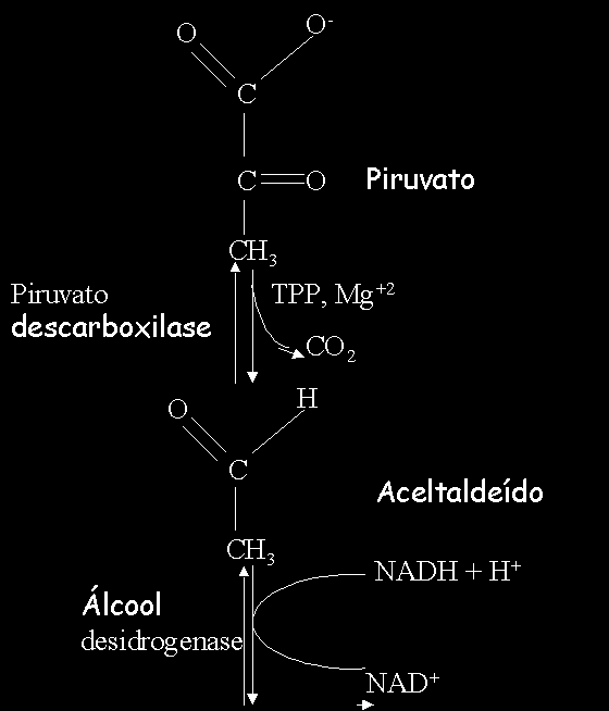 64 Figura 24(a) - Formação de Piruvato (Fonte: MUNDODABIOQUIMICA) Figura 24(b) - Formação de Etanol (Fonte: MUNDODABIOQUIMICA) Após a fermentação, o produto obtido pelo processe fermentativo é