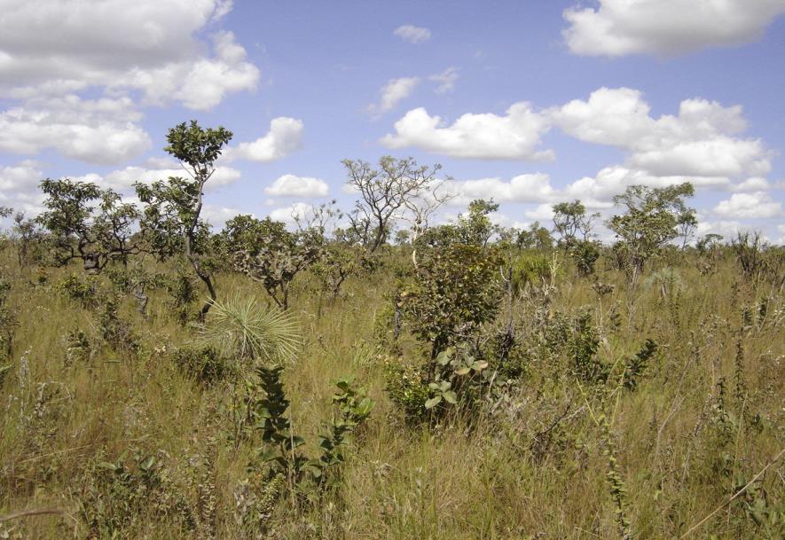 Cerrado e Amazônia Floresta de